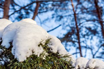 Pine branch with snow on a sunny day.