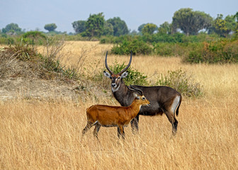 Ugandan Kob and Waterbuck in Queen Elizabeth National Park, Uganda