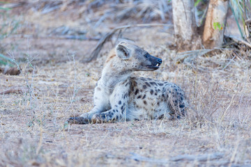 Close up and portrait of a cute Spotted Hyena lying down in the bush. Wildlife Safari in Kruger National Park, the main travel destination in South Africa.