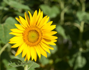 Bright yellow sunflower in full bloom