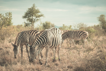 Fototapeta na wymiar Herd of Zebras in the bush. Wildlife Safari in the Kruger National Park, major travel destination in South Africa.