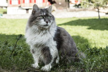 Katze sitzt draussen auf der Wiese / Rasen