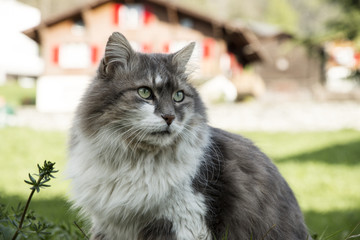 Katze sitzt draussen auf der Wiese / Rasen