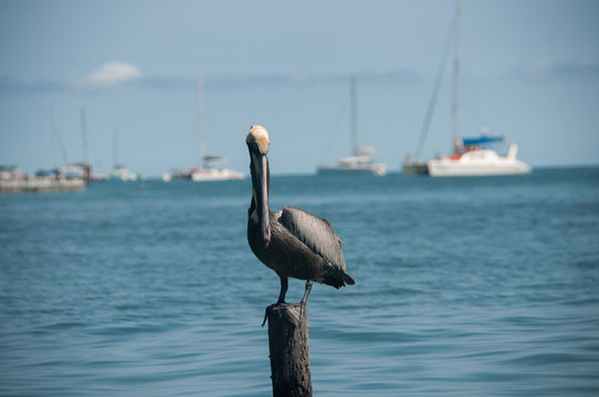 pellicano