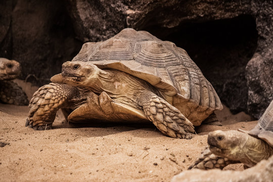 Centrochelys Sulcata 