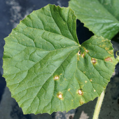 Anthracnose on Cucurbitaceae / Colletotrichum orbiculare - obrazy, fototapety, plakaty