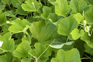 Alternaria cucumerina on Cucurbitaceae