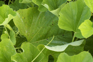 Alternaria cucumerina on Cucurbitaceae - obrazy, fototapety, plakaty