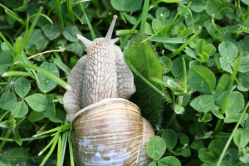 snail