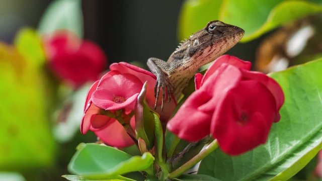Oriental garden lizard on Euphorbia Beautiful Flower in Thailand