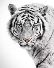 Tableaux ronds sur aluminium brossé Tigre Beauté du tigre blanc