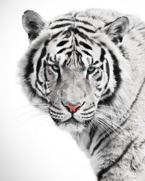White tiger beauty