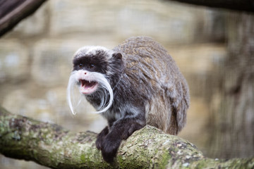 Tamarin monkey