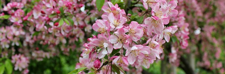 Naklejka premium Beautiful tree branches with pink spring flowers