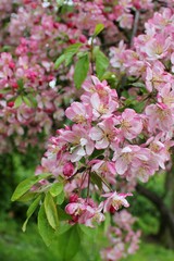 Beautiful tree branches with pink spring flowers