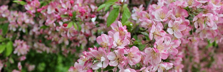 Fototapeta na wymiar Beautiful tree branches with pink spring flowers