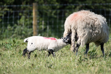 Obraz premium Adult ewe sheep with lamb in a field