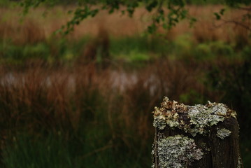 Moss on a fence post