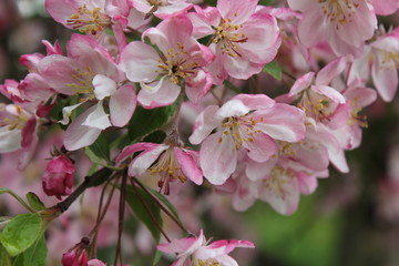 Beautiful tree branches with pink spring flowers