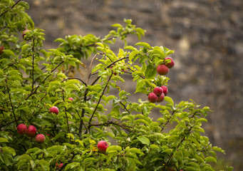 Apple tree in the rain © Pawel Sidlo