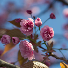 Cherry blossoms burst into life