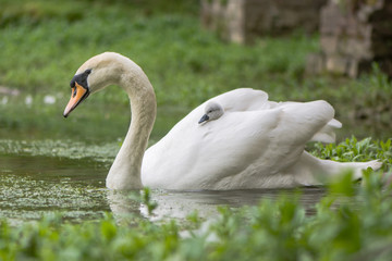 Mute swan (Cygnus olor) cygnet on swimming female. Young chick nestled in feathers hitching a ride on back of mother 