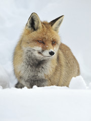 Volpe inverno 6968