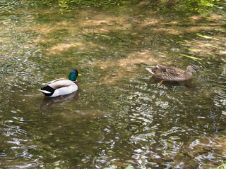 two mallards swimming on a creek