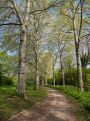 avenue of trees in springtime
