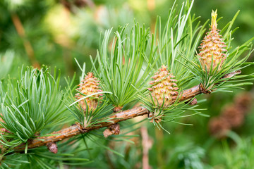 larch twig with cones
