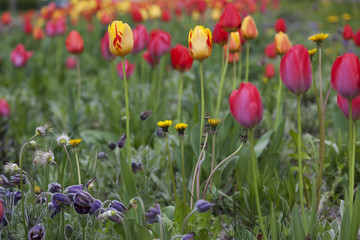 Spring tulipans background