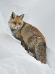 Volpe inverno 6936