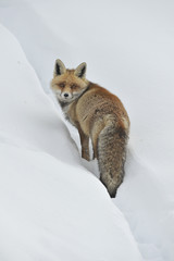 Volpe inverno 6945