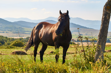 Strong and beautiful horse grazing on a summer meadow, north-western Bulgaria, near the Busintsi village and Tran city