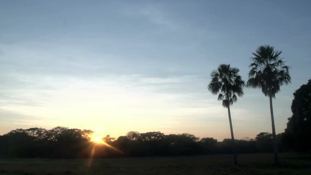 Sunrise,  landscape,  palmtrees