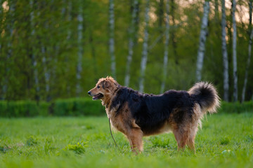 Brown-black color shepherd dog walk and play on the grass in park