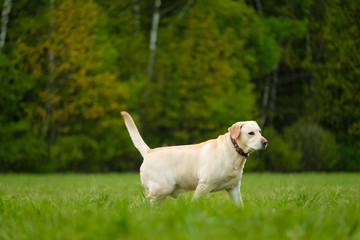 White color labrador reteiver walk and play on the grass in park
