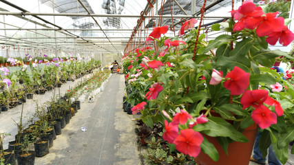 nursery flowers fresh flowers in the garden agriculture Serdang, Selangor, Malaysia