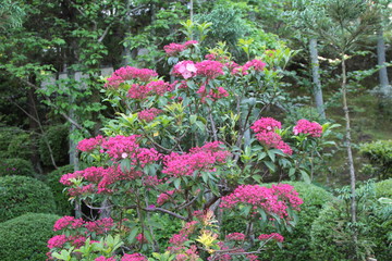 アメリカシャクナゲ　カルミア