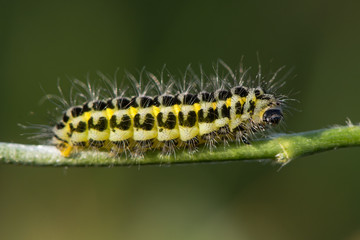 Narrow-bordered five-spot burnet moth (Zygaena lonicerae) caterpillar profile. A yellow and black moth larva in the family Zygaenidae, with warning coloration and hair
