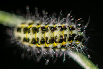 Narrow-bordered five-spot burnet moth (Zygaena lonicerae) caterpillar. A yellow and black moth larva in the family Zygaenidae, with warning coloration and hair
