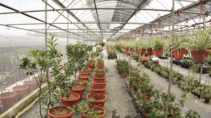 nursery flowers fresh flowers in the garden agriculture Serdang, Selangor, Malaysia