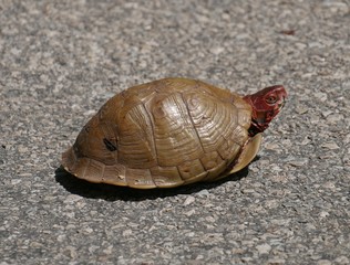 brown turtle crossing the street, top view A brown turtle with red head crossing the street
