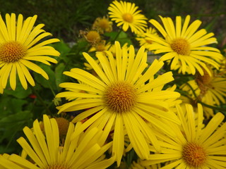 Piękny ogród - żółte kwiaty - dom i ogród - 