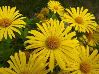 Piękny ogród - żółte kwiaty - dom i ogród - "Omieg wschodni" - "Doronicum orientale" © Dariusz