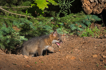 Grey Fox Kit (Urocyon cinereoargenteus) Climbs Out of Hole
