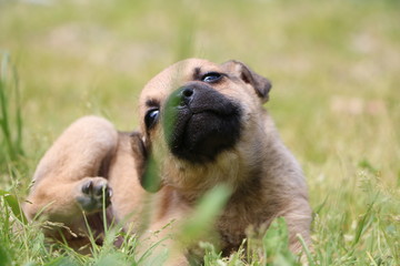 CANE CUCCIOLO