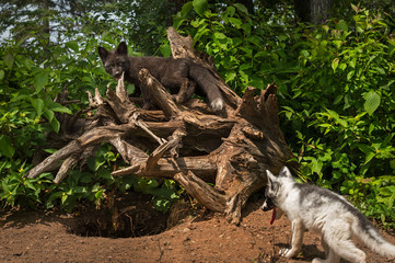 Silver Fox (Vulpes vulpes) Stands on Roots Above Marble Fox