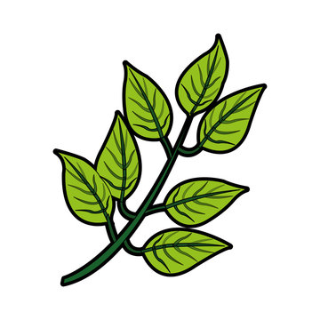 leaf or leaves icon image vector illustration design 