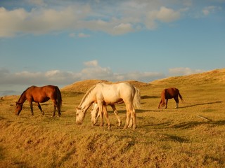 Fototapeta premium new zealand travel nature